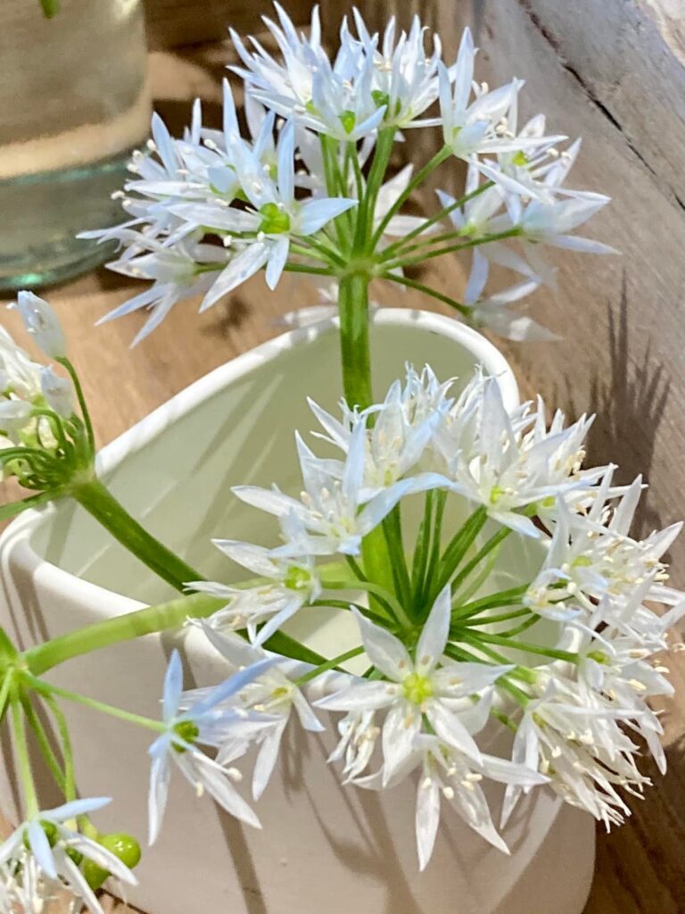 Bärlauchblüten in weisser Keramikherzvase