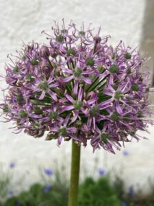 lila Allinum Blüte