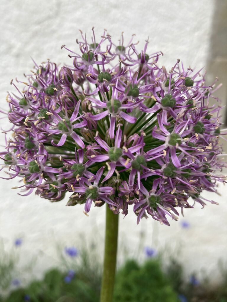 lila Allium Blüte