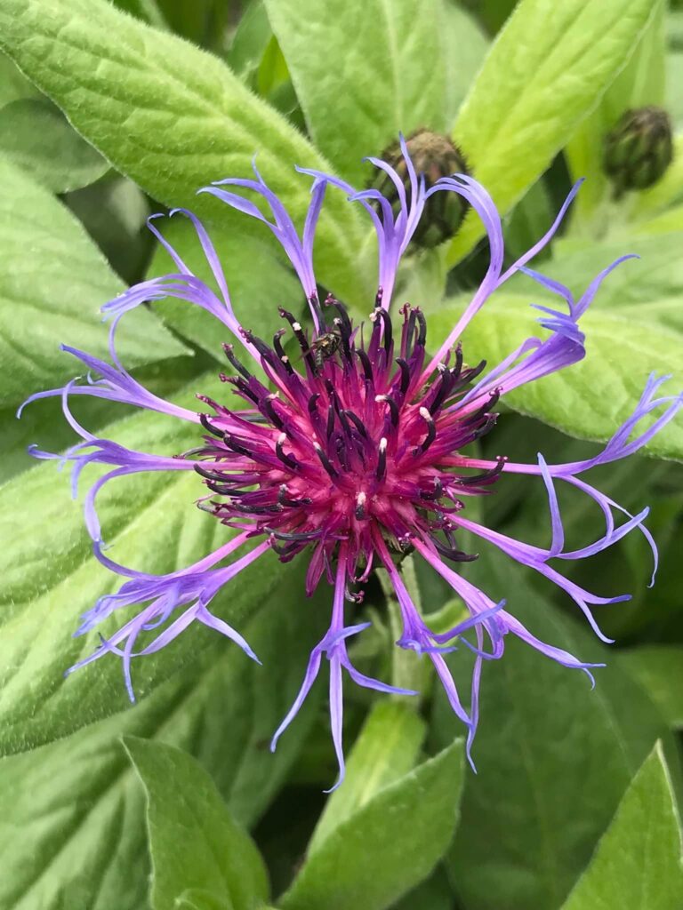 violette Blume mit grünen Blättern