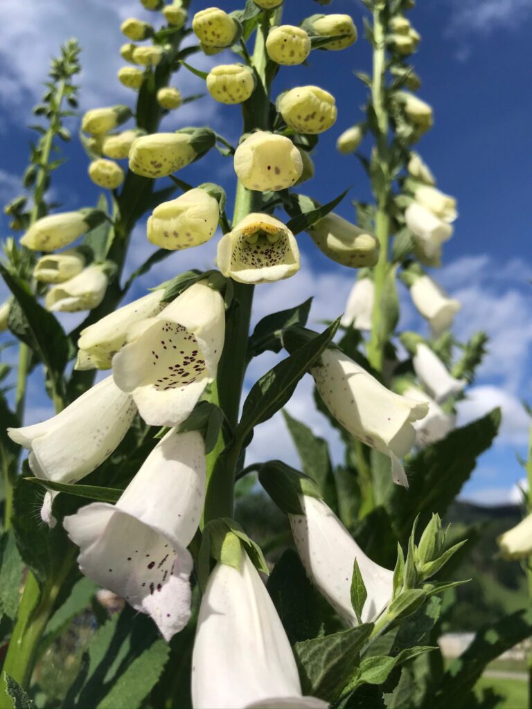 weisser Fingerhut vor blauem Himmel