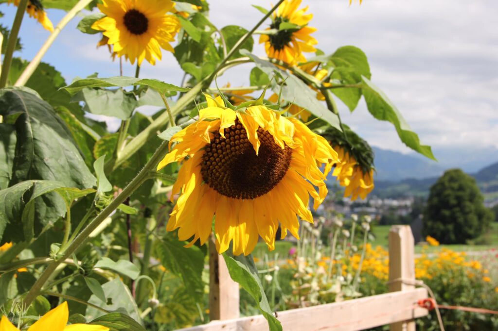 Sonnenblumen