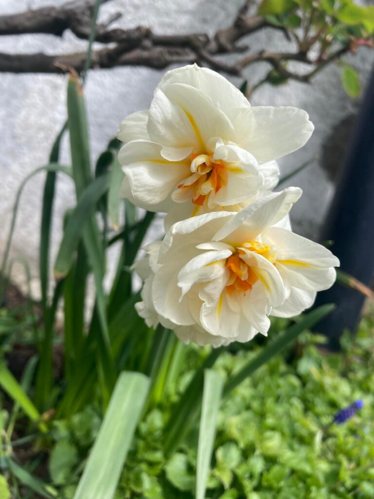 Frühlingsblumen