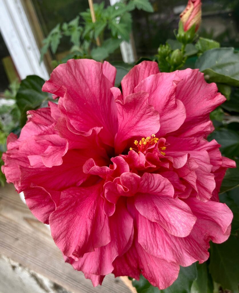 grosse pinke Hibiskusblüte