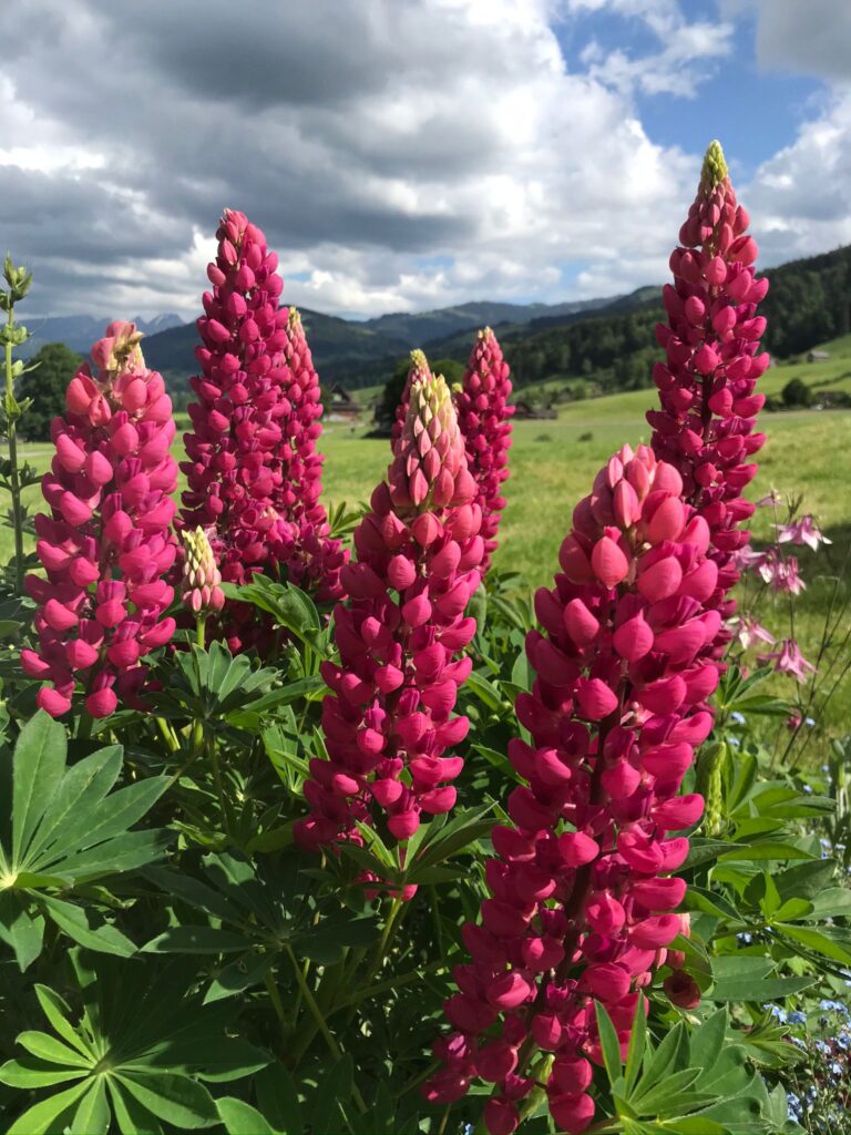 pinke Lupinen mit Gewitterstimmung im Hintergrund