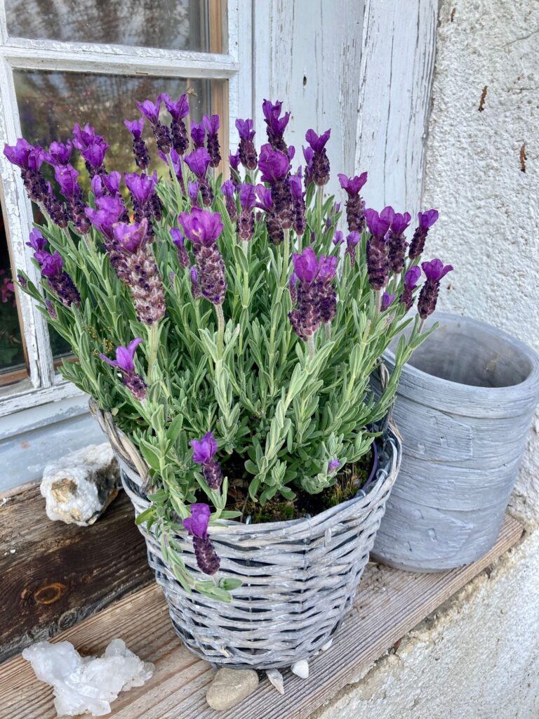 Lavendel lila in Korb vor altem Fenster