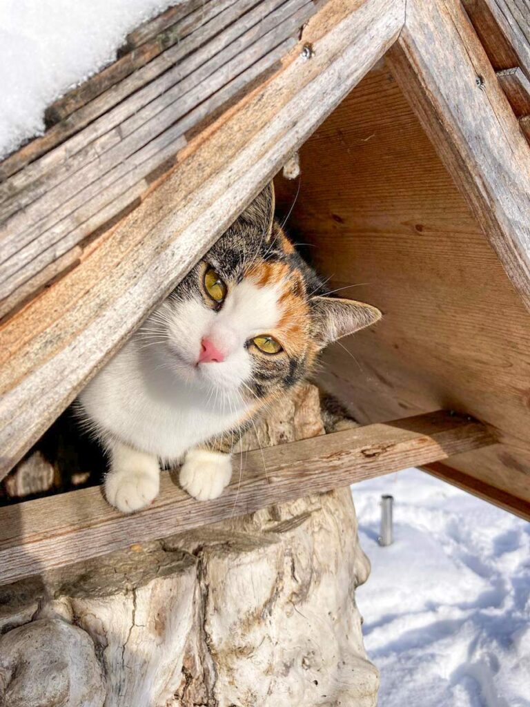 Bonissa Schmusekatze beim Holzbrunnen