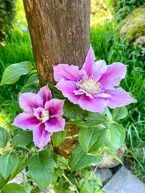 Clematis Blüten pink