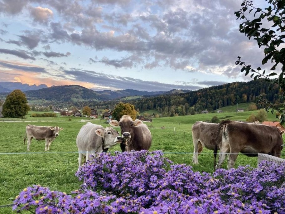 Kühe beim Garten mit Bergsicht und lila Blumen im Vordergrund